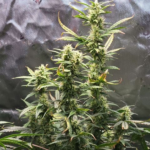 Cheese auto growlog photo: Any day now they will be ready for harvest!!