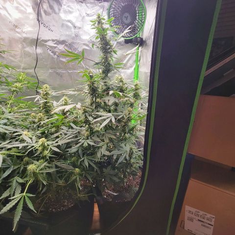 Cheese auto growlog photo: Any day now they will be ready for harvest!!