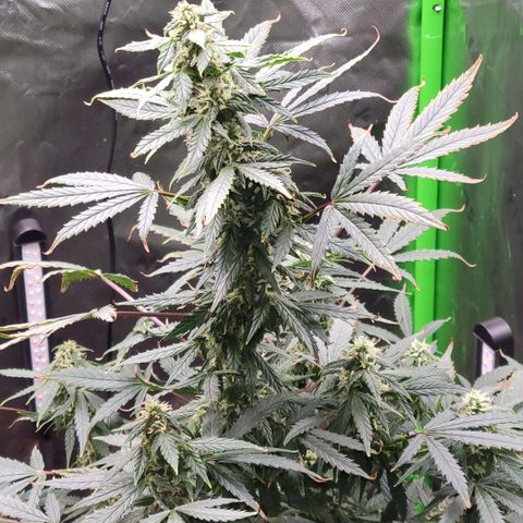 Cheese auto growlog photo: Any day now they will be ready for harvest!!