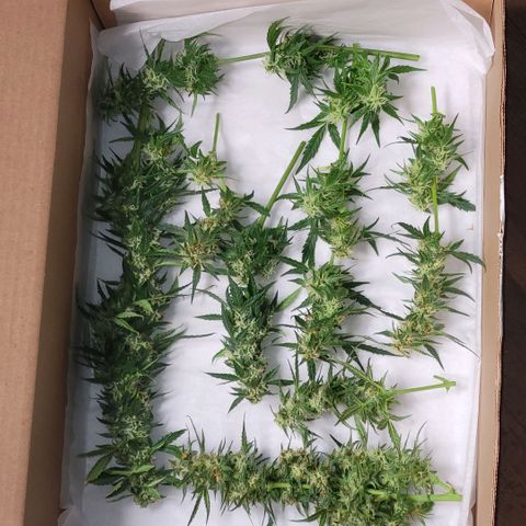 Cheese auto growlog timeline photo