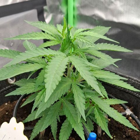 Linda growlog timeline photo