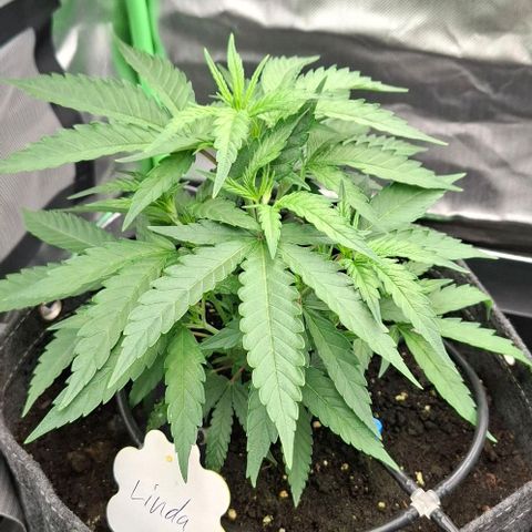 Linda growlog timeline photo