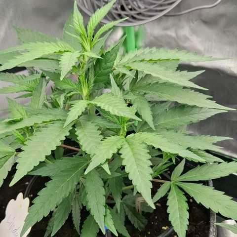 Linda growlog timeline photo