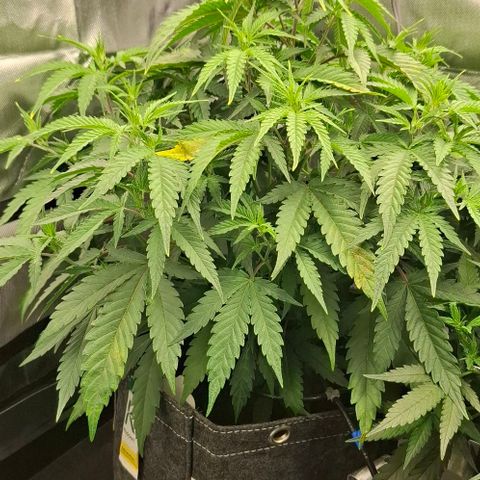 Linda growlog timeline photo