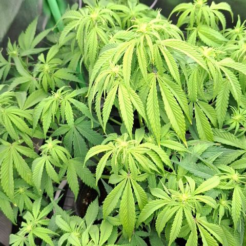 Linda growlog timeline photo