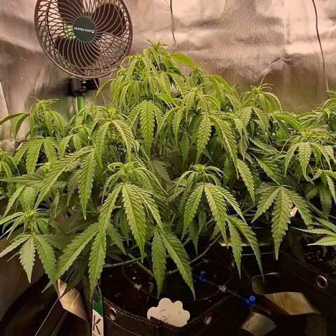 Linda growlog timeline photo