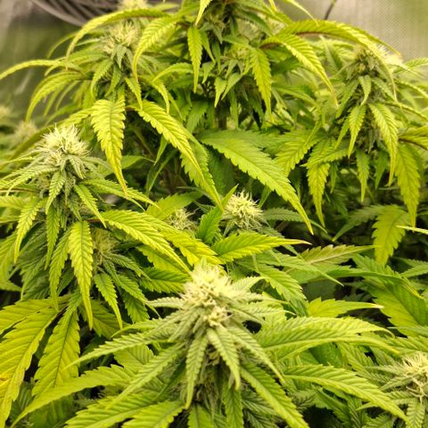 Linda growlog timeline photo