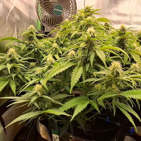 Linda growlog timeline photo