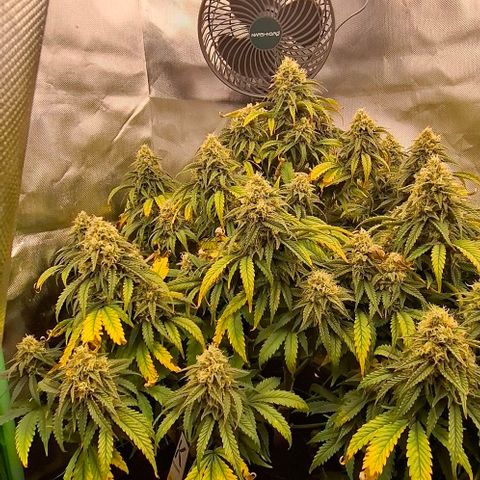Linda growlog timeline photo