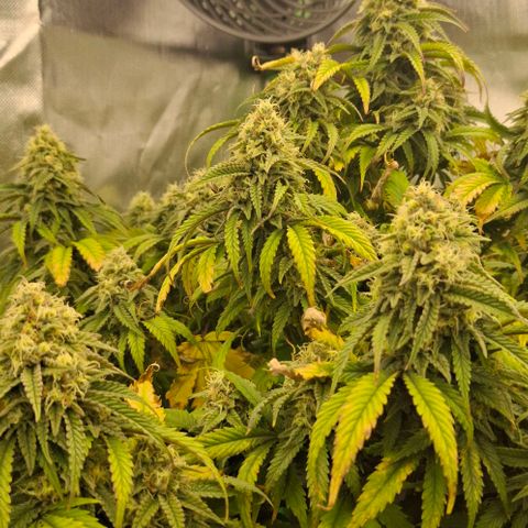 Linda growlog timeline photo
