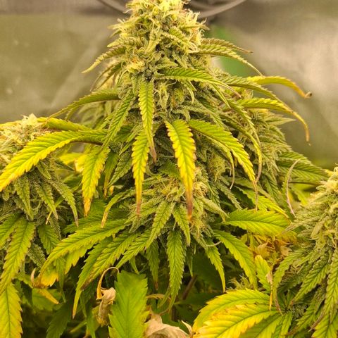 Linda growlog timeline photo