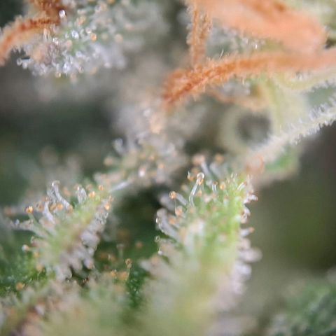 Linda growlog timeline photo
