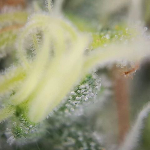 Linda growlog timeline photo