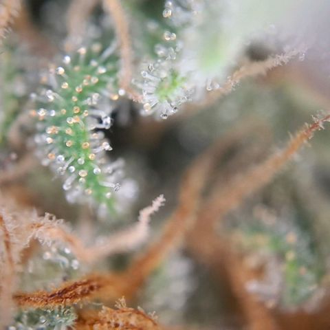 Linda growlog timeline photo
