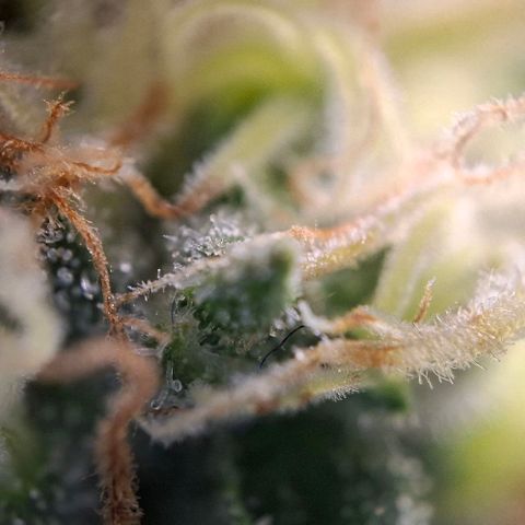 Linda growlog timeline photo