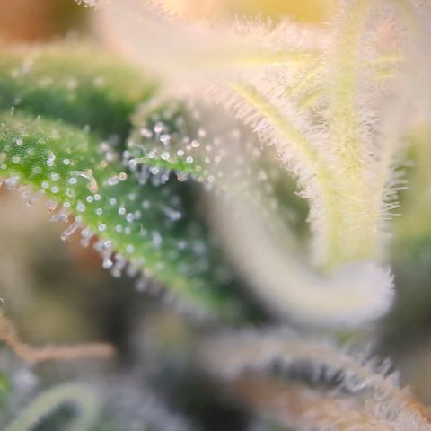 Linda growlog timeline photo