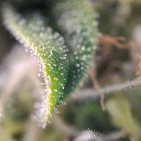 Linda growlog timeline photo
