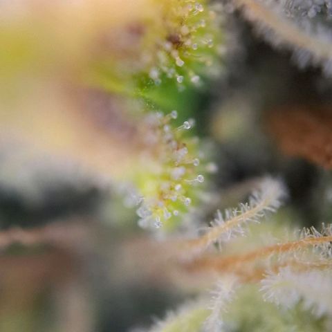 Linda growlog timeline photo