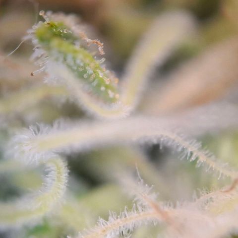 Linda growlog timeline photo