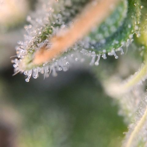 Linda growlog timeline photo