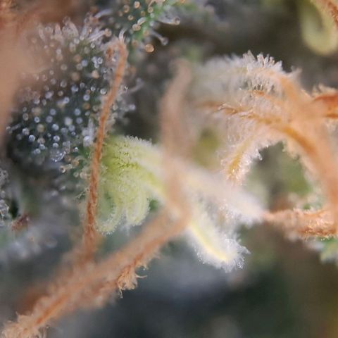 Linda growlog timeline photo