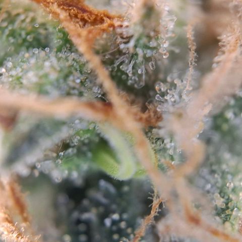 Linda growlog timeline photo