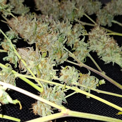 Linda growlog timeline photo