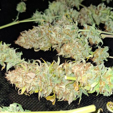 Linda growlog timeline photo