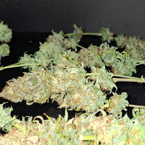 Linda growlog timeline photo