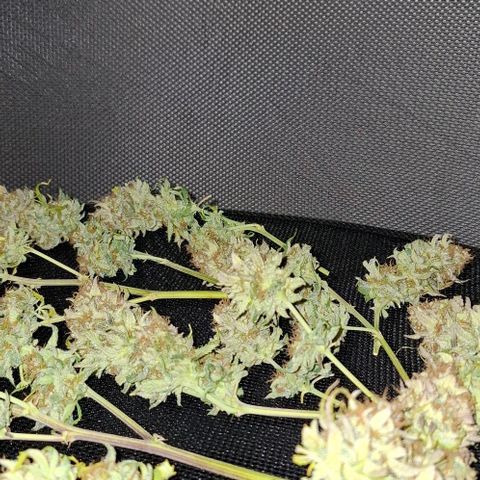Linda growlog timeline photo