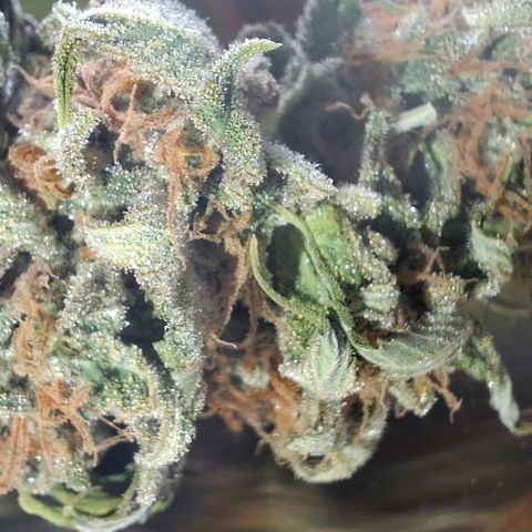 Linda growlog timeline photo