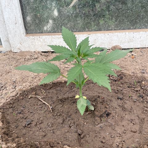North Thunderfuck #2 growlog timeline photo