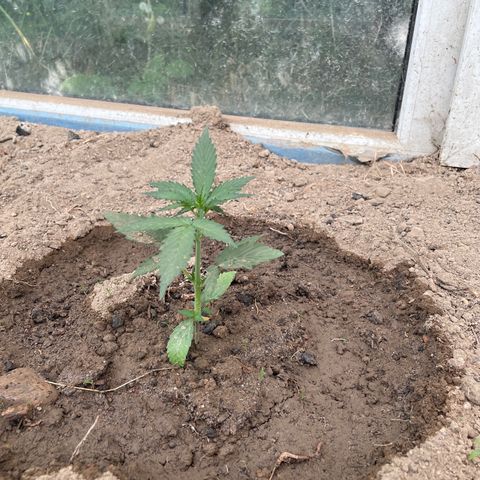 North Thunderfuck #1 growlog timeline photo