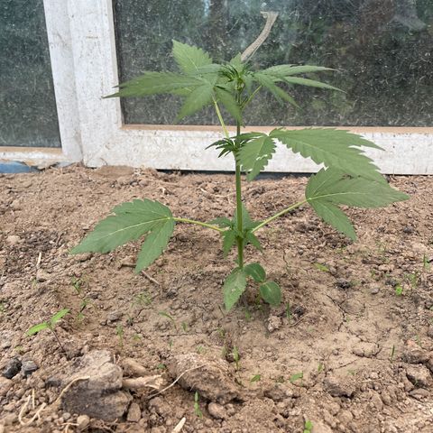 North Thunderfuck #2 growlog timeline photo