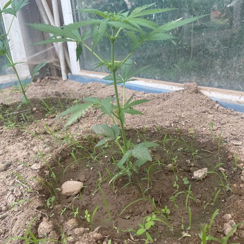 North Thunderfuck #1 growlog timeline photo