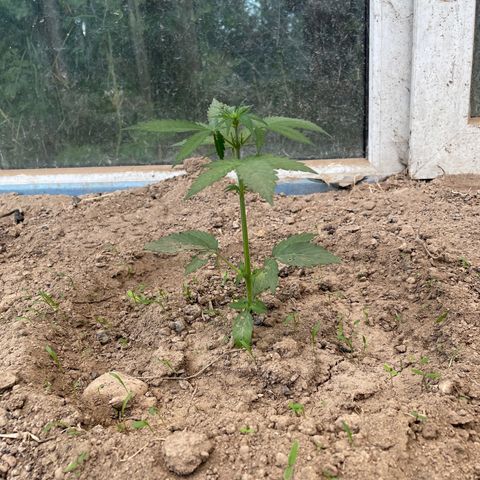 North Thunderfuck #1 growlog timeline photo