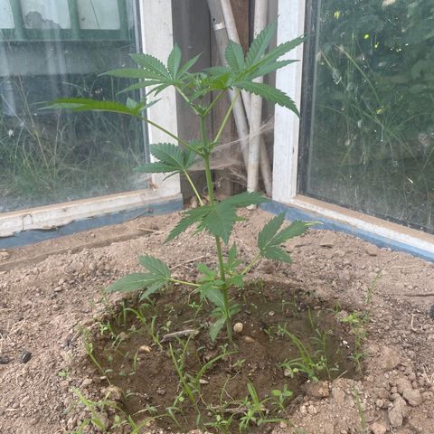North Thunderfuck #3 growlog timeline photo