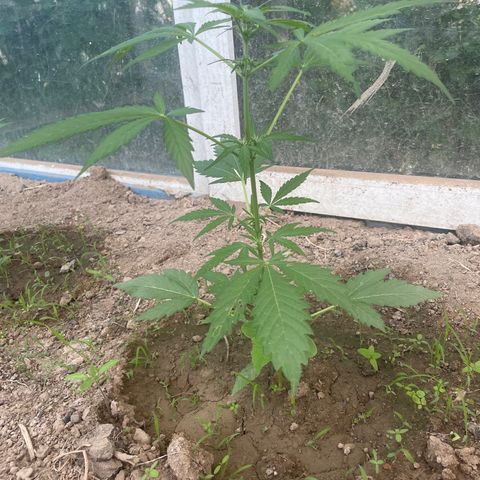 North Thunderfuck #2 growlog timeline photo