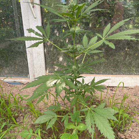 North Thunderfuck #2 growlog timeline photo