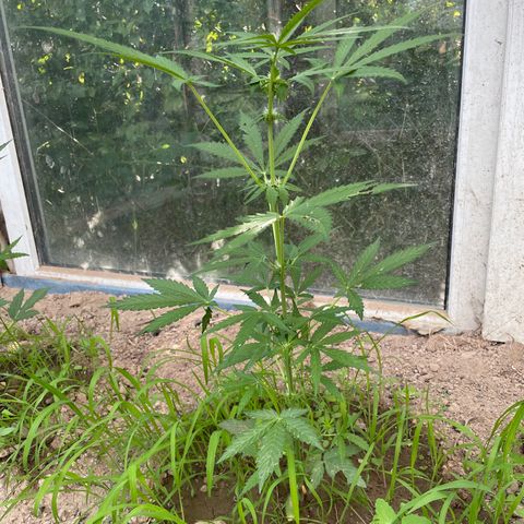 North Thunderfuck #1 growlog timeline photo