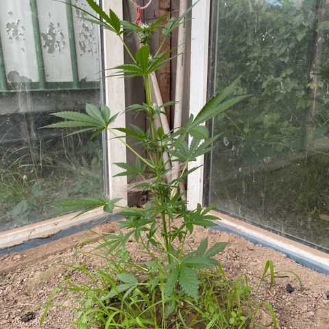 North Thunderfuck #3 growlog timeline photo