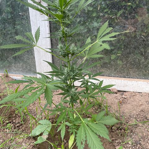 North Thunderfuck #2 growlog timeline photo