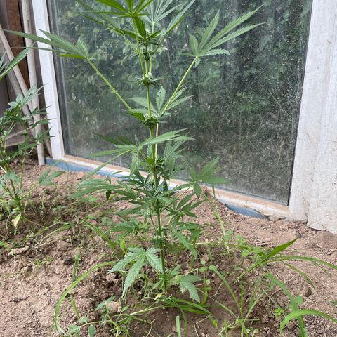 North Thunderfuck #1 growlog timeline photo