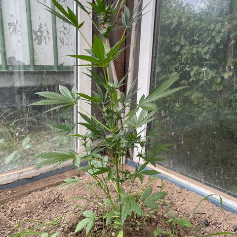 North Thunderfuck #3 growlog timeline photo
