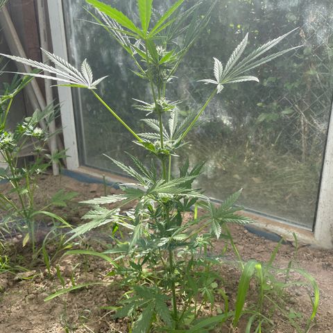 North Thunderfuck #1 growlog timeline photo