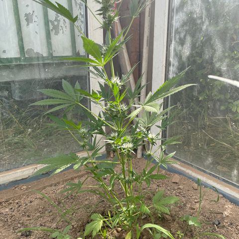 North Thunderfuck #3 growlog timeline photo