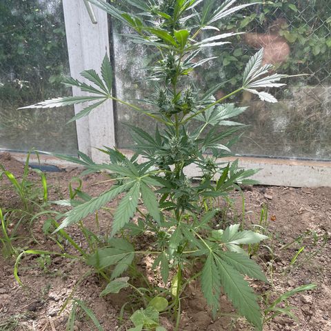North Thunderfuck #2 growlog timeline photo