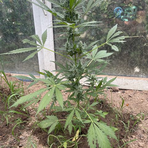 North Thunderfuck #2 growlog timeline photo