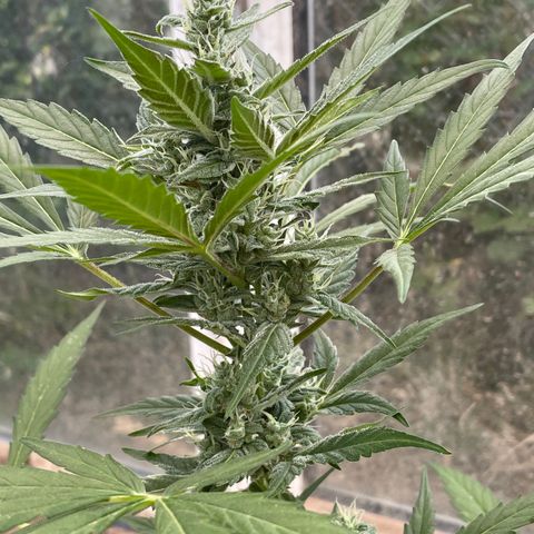 North Thunderfuck #2 growlog timeline photo