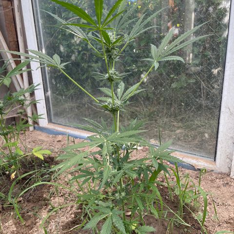 North Thunderfuck #1 growlog timeline photo